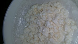 Organic Live Milk Kefir grains